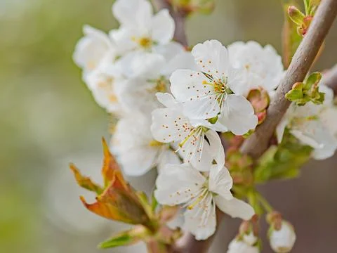 Springtime a tree branch with white blossoms. Stock Photos