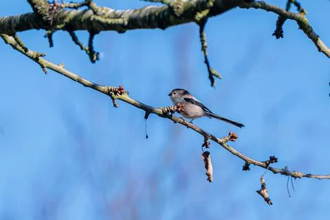 Springtime tree buds and long tailed tit, Aegithalos caudatus Foto stock