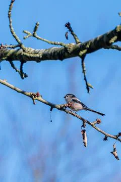 Springtime tree buds and long tailed tit, Aegithalos caudatus Stock-Fotos