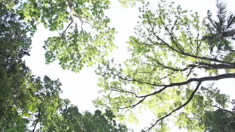 Springtime Tree Canopy Stock Footage 95274545