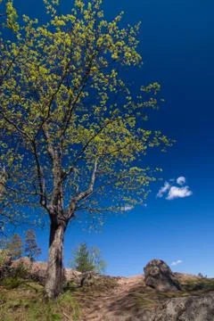 Springtime tree Stock Photos