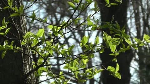 Springtime Trees 04 Видео 10867872