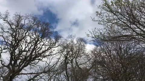 Springtime Trees And Clouds Timelapse Video stock 88717117