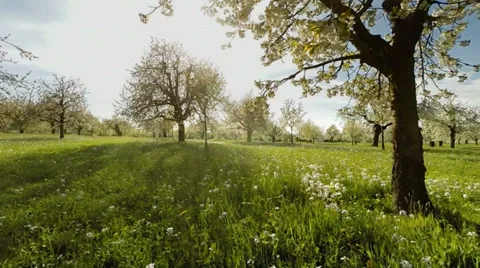 Springtime trees. plants nature background. summertime. aerial view Stock Footage 38276983