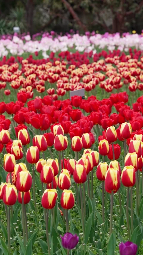 Springtime tulip meadows stretching endlessly Vídeo Stock 314241656