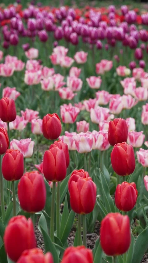 Springtime tulip meadows stretching endlessly 스톡 동영상 315567824