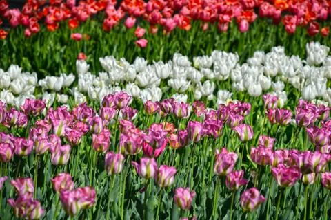 Springtime tulips Stock Photos