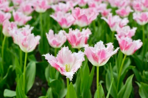 Springtime tulips Stock Photos
