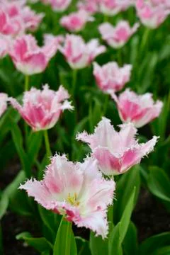 Springtime tulips Stock Photos