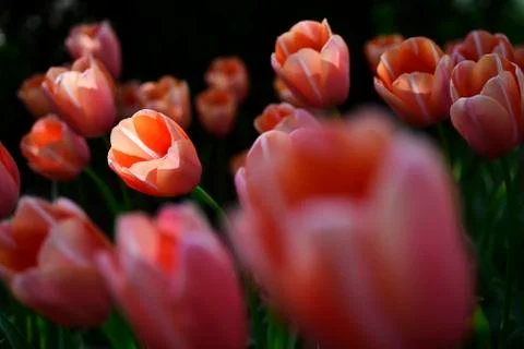 Springtime tulips Stock Photos
