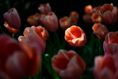Springtime tulips Stock Photos