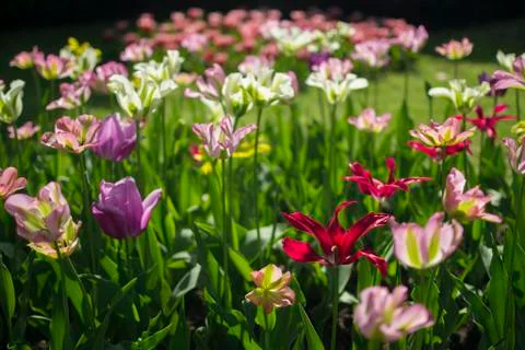 Springtime tulips Stock Photos