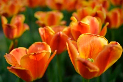 Springtime tulips Stock Photos
