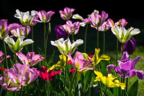 Springtime tulips Stock Photos