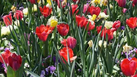 Springtime Tulips. Stock Photos