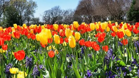 Springtime Tulips in Texas. Stock Photos