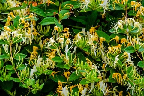 Springtime vegetation in the city park Stock Photos