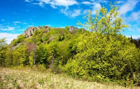 Springtime view of beech tree and wood Stock Photos