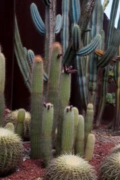 Springtime view of a cactus garden Stock Photos