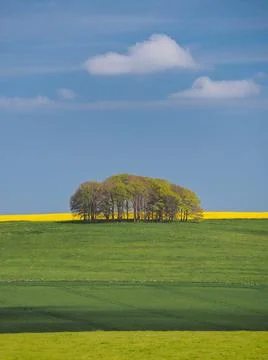 Springtime view of green fields, trees and yellow rapeseed, Avebury, Wiltshire Foto stock