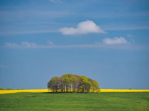 Springtime view of green fields, trees and yellow rapeseed, Avebury, Wiltshire Stock Photos