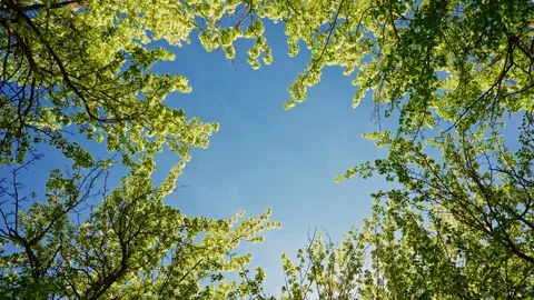 Springtime View Through Apple Tree Branches 스톡 동영상 277941529
