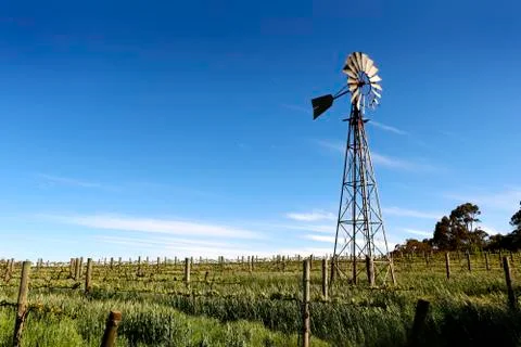 Springtime vines in the Clare Valley Stock Photos