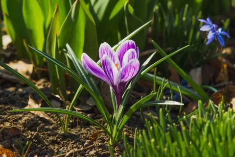 Springtime: Violet crocus on the flowerbed Stock Photos