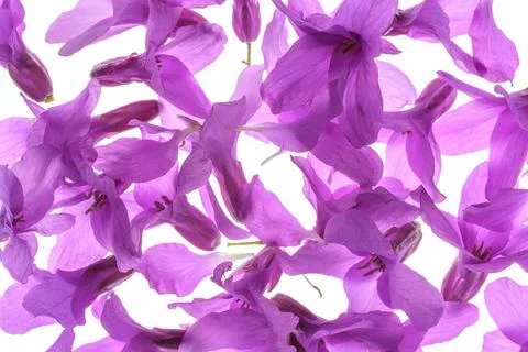 Springtime violet petals 库存照片