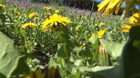 Springtime Walk Wild Vegetation POV Mountain Trip Colored Flowers Green Grass Stock Footage 49574081