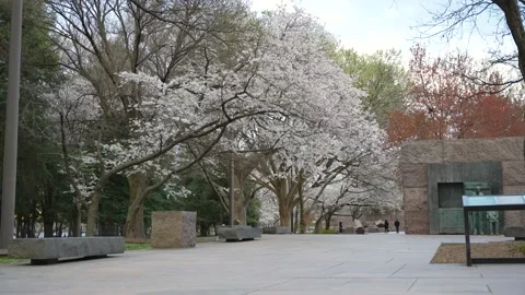 Springtime in Washington DC with cherry blossoms near FDR memorial plaza Stock Footage 305813713