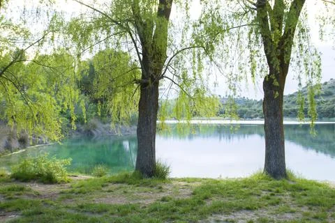 Springtime weeping willows trees in the shore of a lake Stock-Fotos