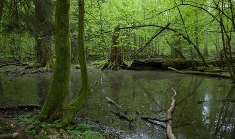 Springtime wet deciduous forest with standing water Stock Photos
