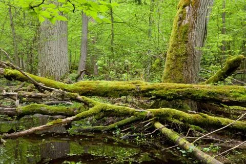 Springtime wet deciduous forest with standing water Stock Photos