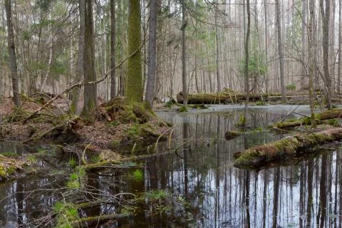Springtime wet mixed forest with standing water Stock Photos