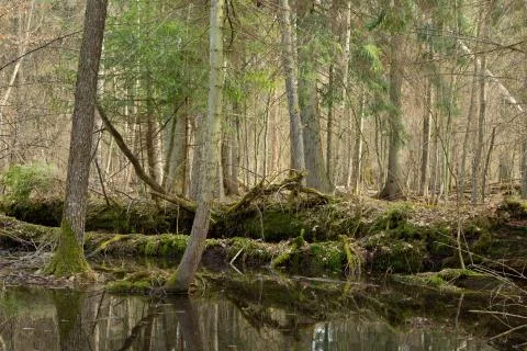 Springtime wet mixed forest with standing water and dead trees partly decline Stock Photos