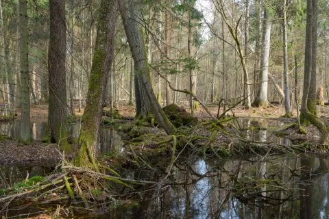 Springtime wet mixed forest with standing water and dead trees partly decline Stock Photos