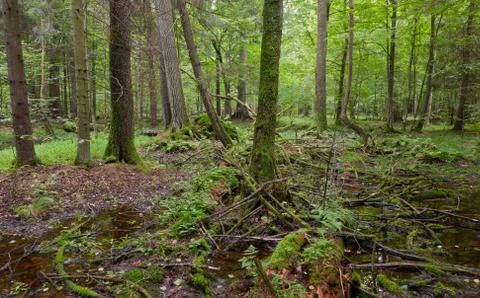 Springtime wet mixed forest with standing water Stock Photos