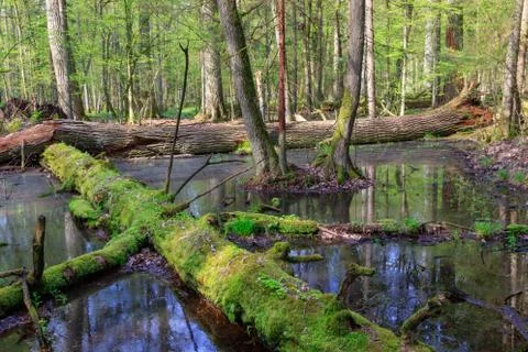 Springtime wet mixed forest with standing water and dead trees partly decline Stock Photos