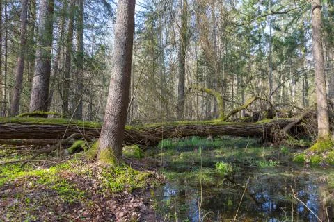 Springtime wet mixed forest with standing water and dead trees partly decline Foto stock