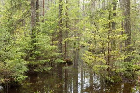 Springtime wet mixed forest with standing water and dead trees partly decline Foto stock