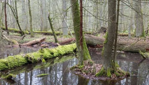 Springtime wet mixed forest with standing water and dead trees partly decline Stock Photos