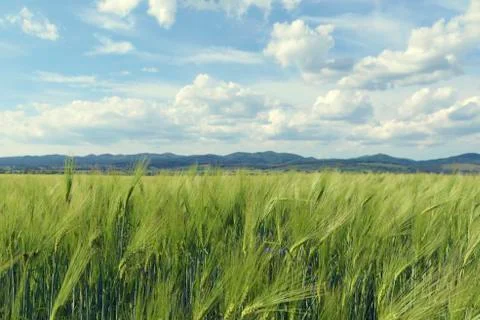 Springtime wheat field and sky with beautiful clouds. Selective focus Stock Photos