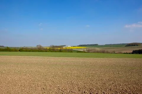 Springtime wheat fields and canola Stock Photos