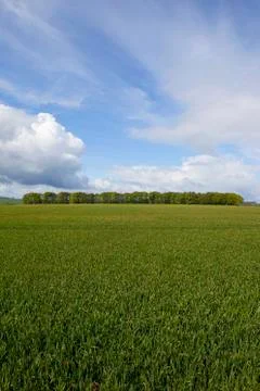 Springtime wheat fields Stock Photos