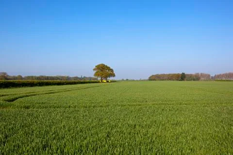 Springtime wheat fields Stock Photos