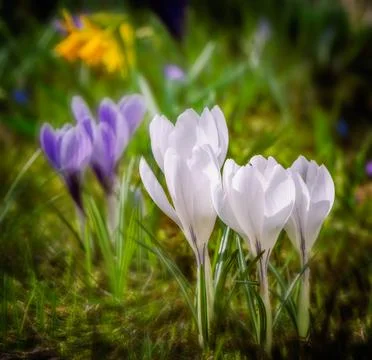 Springtime with white corcus flowers Foto stock