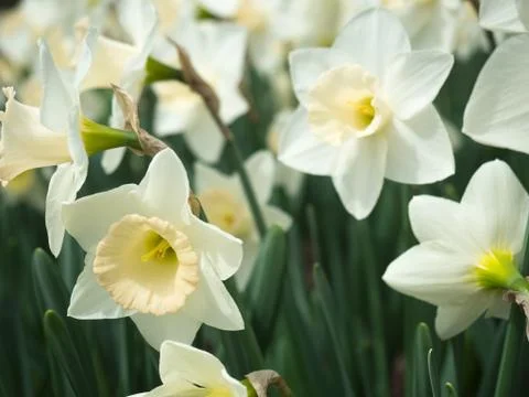 Springtime white daffodils blooming Stock Photos