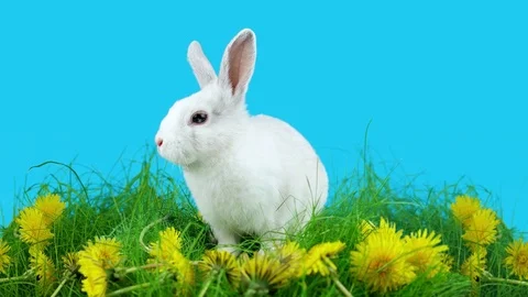 Springtime, white rabbit sitting in the grass with dandelions Stock Footage 72558623