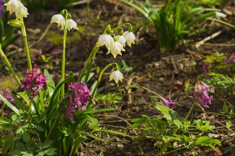 Springtime: White snowdrops on the flowerbed Stock Photos